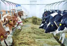 Ajutor de stat pentru crescătorii de animale și păsări