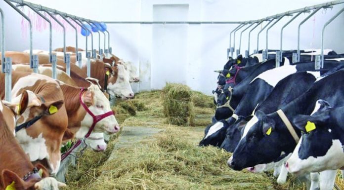 Ajutor de stat pentru crescătorii de animale și păsări