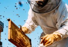 Vești bune pentru apicultori!