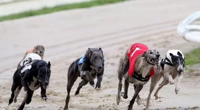 Cum pariezi eficient pe câini?