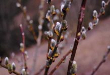 Peste 1,6 milioane de români își sărbătoresc onomastica