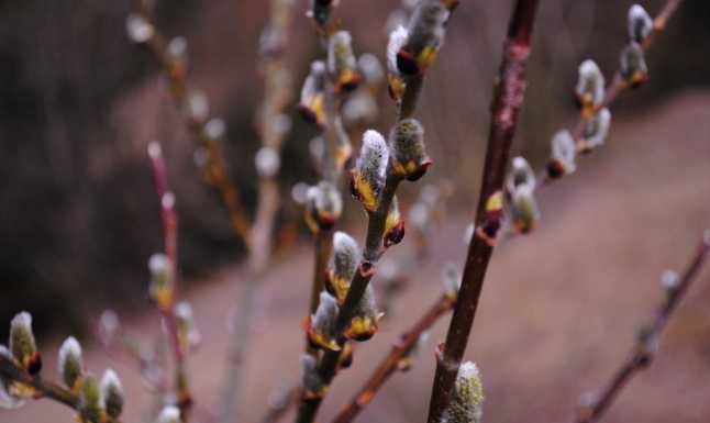 Peste 1,6 milioane de români își sărbătoresc onomastica