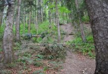 APIA primește cereri de plată pentru schema „Silvo-mediu și climă”