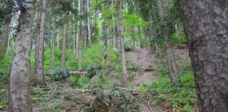 A tăiat doi frasini din pădurea vecinului. Pedeapsa primită de un pensionar