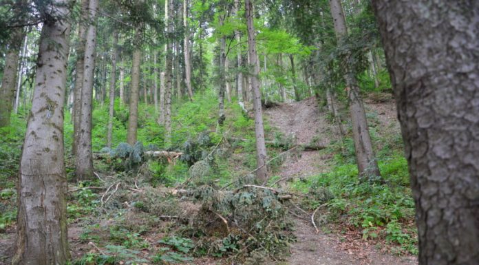 A tăiat doi frasini din pădurea vecinului. Pedeapsa primită de un pensionar