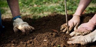 Agricultura pe înțelesul tuturor – Plantarea corectă a pomilor fructiferi