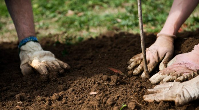 Agricultura pe înțelesul tuturor – Plantarea corectă a pomilor fructiferi