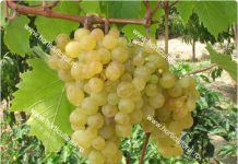 Proprietarii viilor de struguri de masă primesc 1.200 de euro/hectar, ajutor de minimis