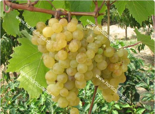 Proprietarii viilor de struguri de masă primesc 1.200 de euro/hectar, ajutor de minimis