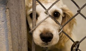 Amenzi mari și pedeapsă cu închisoarea pentru maltratarea sau omorârea animalelor! – Proiect votat