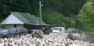 Repere – Transhumanţa