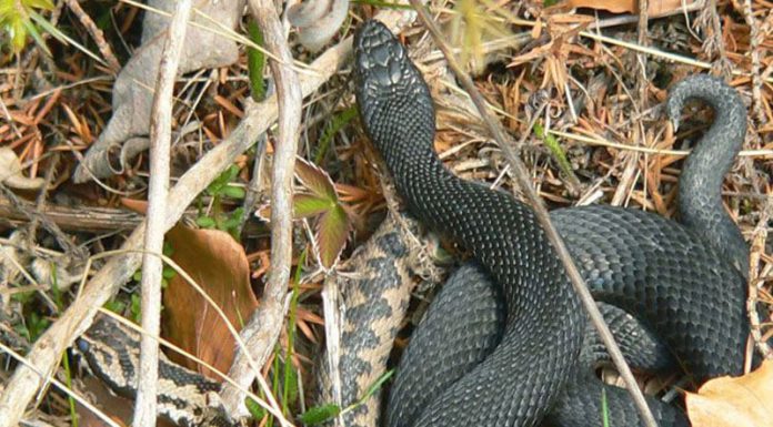 Odată cu încălzirea vremii este bine să ştim – Viperele