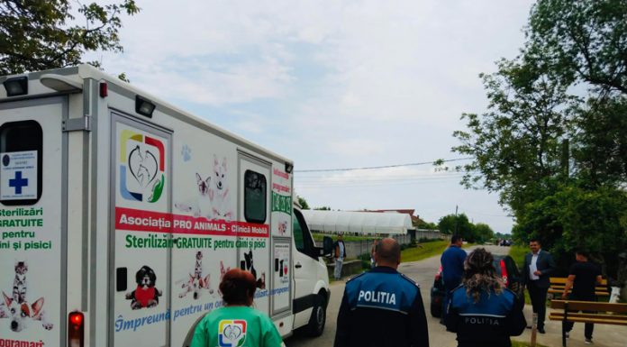 A început campania de sterilizare a câinilor și pisicilor. Amenzi de mii de lei!