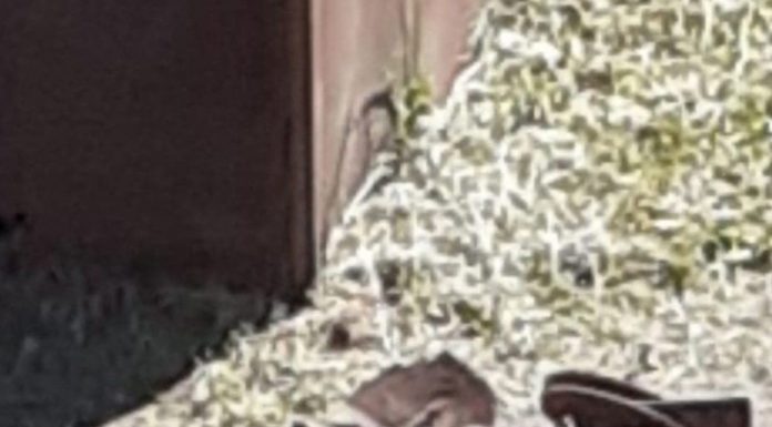 FOTO: UATAA Motru, vândută, cu bucata, la fier vechi