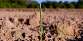 Agricultura pe înțelesul tuturor – Să ne purtăm prietenos cu natura, dar să ne protejăm și culturile