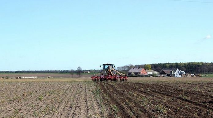 Agricultura pe înțelesul tuturor – Fertilizarea corectă a porumbului