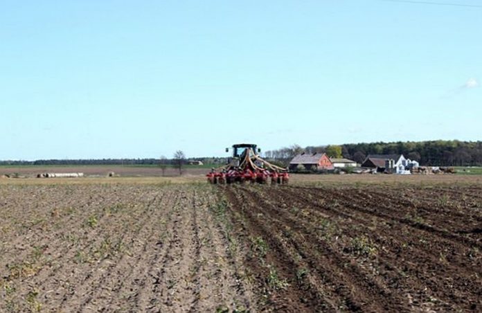 Agricultura pe înțelesul tuturor – Fertilizarea corectă a porumbului