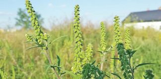 Agricultura pe înțelesul tuturor – AMBROZIA, buruiana care a speriat Europa