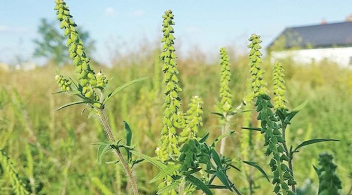 Primăria Rovinari face apel către localnici să curețe terenurile de ambrozie