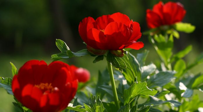 Strâng semnături pentru ca bujorul să fie declarat Floare Națională