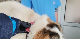 Gorj: Câini și pisici sterilizați gratuit