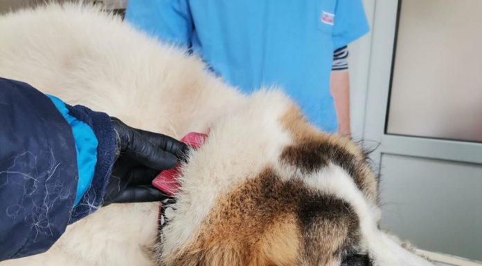 Gorj: Câini și pisici sterilizați gratuit