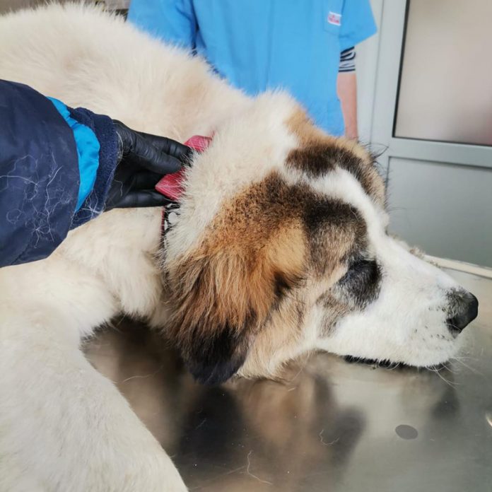 Gorj: Câini și pisici sterilizați gratuit