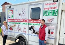 Gorj: Sterilizare gratuită a câinilor și pisicilor