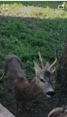 VIDEO,Telești: Salvare neobișnnuită! Un căprior, speriat dar și curios, a fost eliberat în mediul său