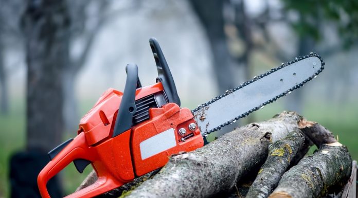 Face pușcărie pentru copacii tăiați din pădure