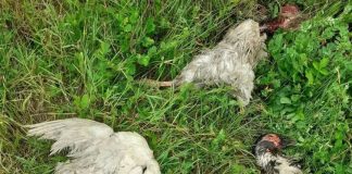 Dezastru în Căpreni! 26 de păsări omorâte de câinii din Bulbuceni