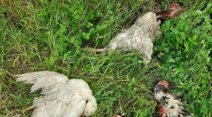 Dezastru în Căpreni! 26 de păsări omorâte de câinii din Bulbuceni