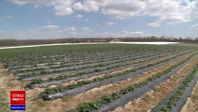 Românii refuză salarii de 3.000 de lei. Preferă să muncească în străinătate