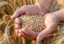ALERTĂ! Rezerve de grâu în lume, doar pentru două luni și jumătate