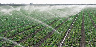 Agricultura pe înțelesul tuturor – Protecția fitosanitară a legumelor