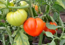 Apel pentru consumul produselor românești