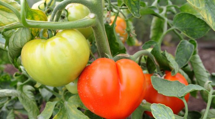 Legumicultura, o tragedie: Toată sămânța e de import, peste un miliard de euro