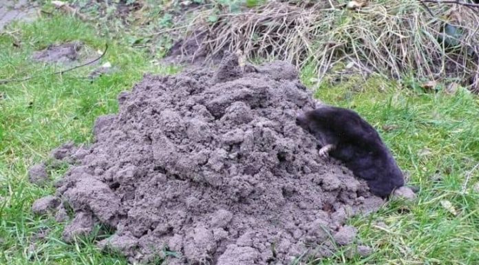 Agricultura pe înțelesul tuturor – Să nu ucidem cârtița