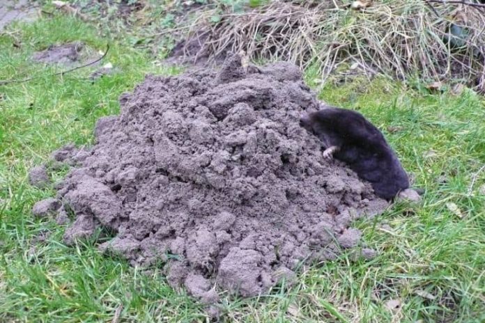 Agricultura pe înțelesul tuturor – Să nu ucidem cârtița