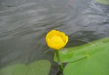 Ziua Internațională a Supraviețuitorilor de Cancer, 5 iunie