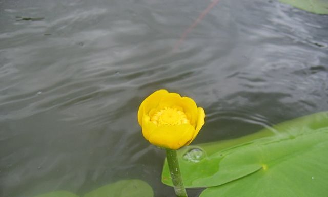 Ziua Internațională a Supraviețuitorilor de Cancer, 5 iunie