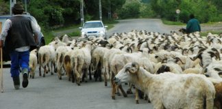 Un nou început de transhumanţă – Urcatul oilor la munte – Novaci 2022