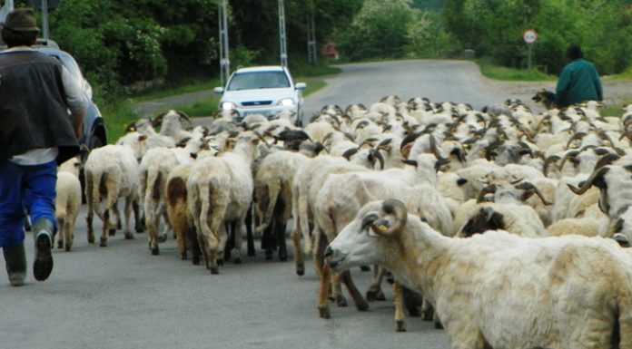 Un nou început de transhumanţă – Urcatul oilor la munte – Novaci 2022