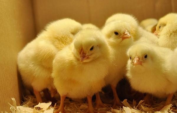 Magazin amendat cu 6.000 lei