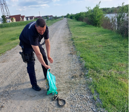 Atenție la șerpi! În Motru și Târgu Jiu au fost gasiți și în mașini