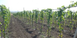 Agricultura pe înțelesul tuturor – Să înierbăm viile, pomii și arbuștii fructiferi