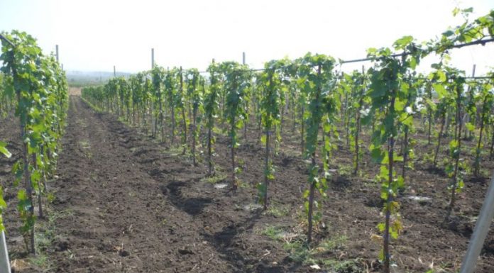 Agricultura pe înțelesul tuturor – Să înierbăm viile, pomii și arbuștii fructiferi