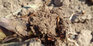 Agricultura pe înțelesul tuturor – O problemă serioasă – viermii sârmă