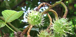 Pădurea de castani comestibili de la Tismana – Un superlativ naţional