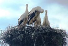 Observatorul estival – „Juniorii” se antrenează